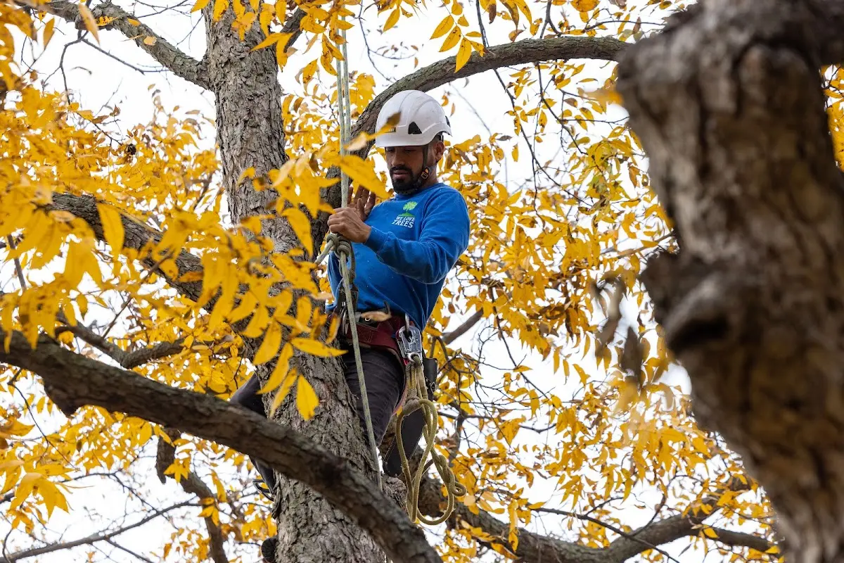 Skilled Tree Transplanting crew working in Petersburg